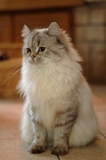 BRITISH LONGHAIR 009